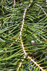 close up of a pine needles