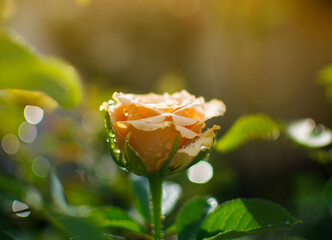 Blooming small Toffee rose in the garden, orange blend rose