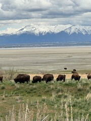 Buffalo in front of snow covered mountains