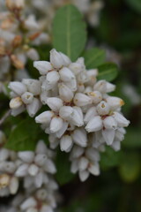 Little white blossoms 