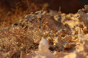 ants on a log