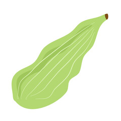 green cardamom  or Elettaria cardamomum