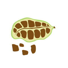 green cardamom  or Elettaria cardamomum