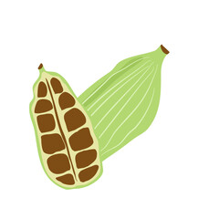 green cardamom  or Elettaria cardamomum