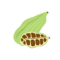 green cardamom  or Elettaria cardamomum