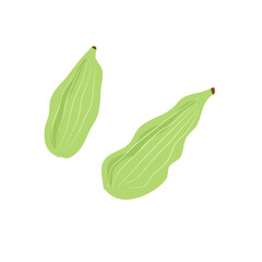green cardamom  or Elettaria cardamomum