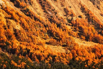 紅葉の浅間山の落葉松
