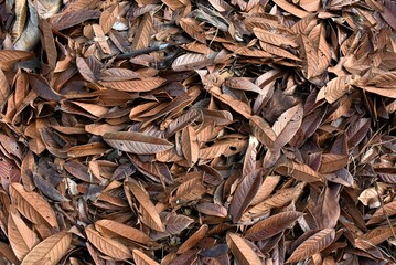 Close up of a pile of dried leaves