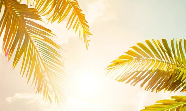 palm tree silhouette