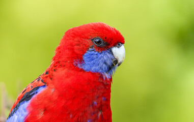 a close up shot of a crimson rosella perching on a bush at o'reillys rainforest in lamington national park of sth qld, australia