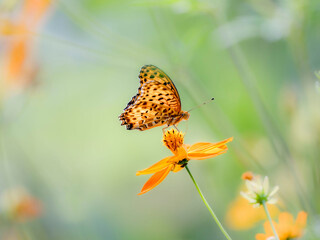 秋の公園や花壇を彩るコスモス（キバナコスモス）のある風景。コスモスとツマグロヒョウモン。背景。自然風景素材