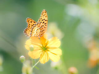 Obraz premium 秋の公園や花壇を彩るコスモス（キバナコスモス）のある風景。コスモスとツマグロヒョウモン。背景。自然風景素材