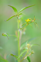 Macro Series : Small yellow flowers in the natural forest
