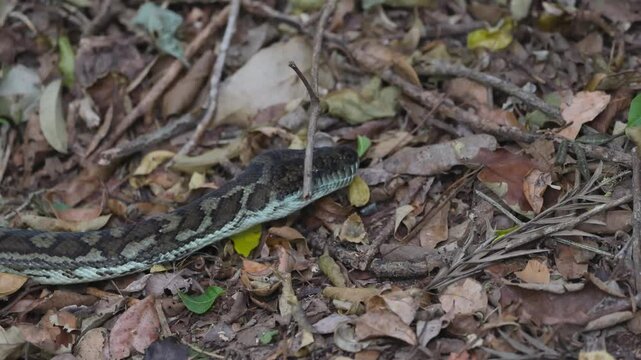 Python Slithering in Binna Burra Forest
