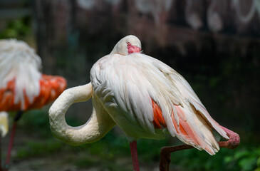 Beautiful flamingo bird with green background