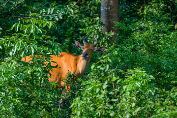 Wild Bantengs or red cows.