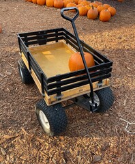 pumpkin patch 