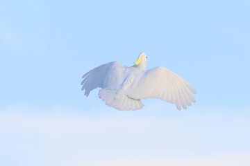 Beautiful Triton Cockatoo parrot flying in the sky. Free flying bird