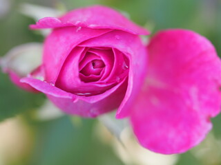 バラ　フィネス　つぼみ