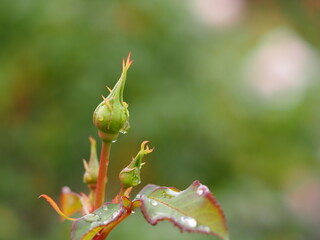 バラ　フィネス　つぼみ