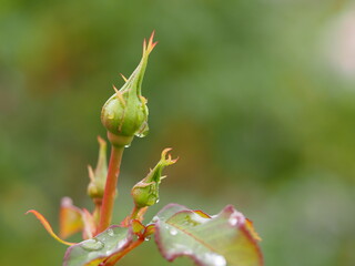 バラ　フィネス　つぼみ