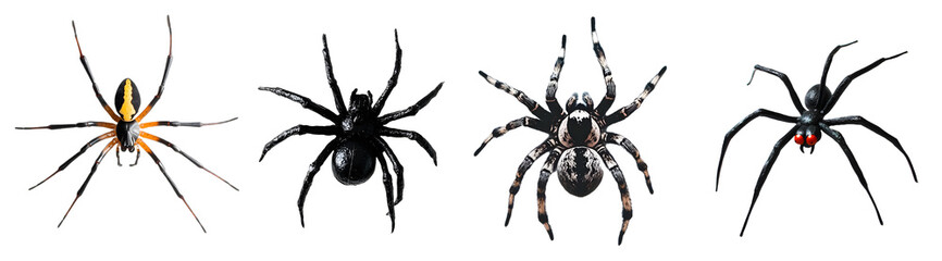 Obraz premium Variety of Spiders isolated on a transparent PNG background, white background , cut out, clipping path