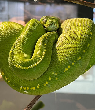 Beautiful green tree snake in museum terrarium, Queensland, Australia