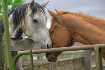 Obraz premium 2023-02-19 A BROWN AND A WHITE HORSE RUBBING NOSES OVER A FENCE AT A HORSE SHOW IN SPANAWAY WASHINGTON