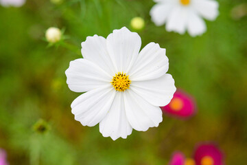 コスモスの花びら