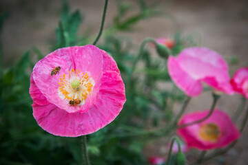 활짝 핀 양귀비꽃에 벌이 날아들고 있다.