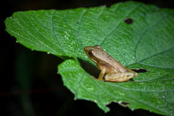 frog on leaf