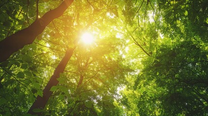 A canopy of trees with sunlight filtering through the leaves