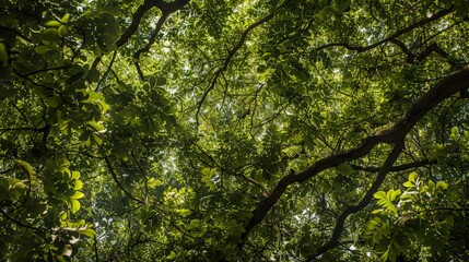 Fototapeta premium A canopy of trees with sunlight filtering through the leaves
