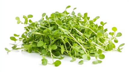 Obraz premium A bunch of freshly cut microgreens, with small, delicate leaves ready for salads or sandwiches, isolated on a white background