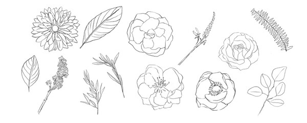 hand drawn flowers transparent background line art