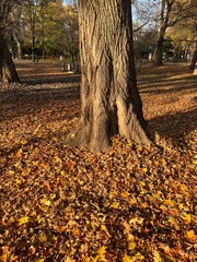 autumn in the park