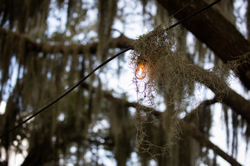 Drooping leaves branches tree sky looking up nature light bulb party