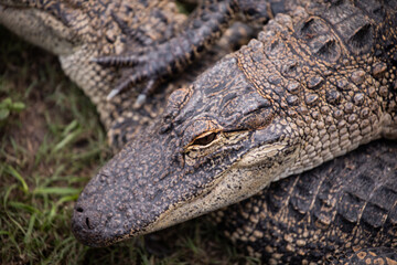 alligator scales face water swamp