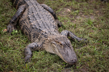 alligator scales face water swamp