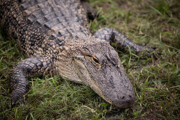 alligator scales face water swamp