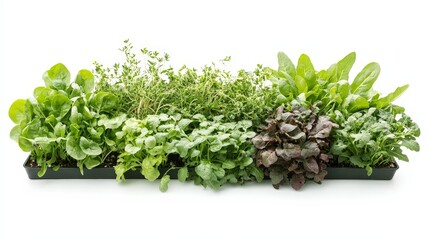 A display of hydroponic vegetables, featuring healthy green spinach, herbs, and arugula grown using sustainable methods, isolated on a white background