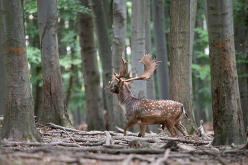 Dama dama and an important period of the year, the female rut.