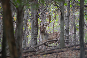 Dama dama and an important period of the year, the female rut.