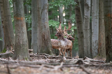 Dama dama and an important period of the year, the female rut.
