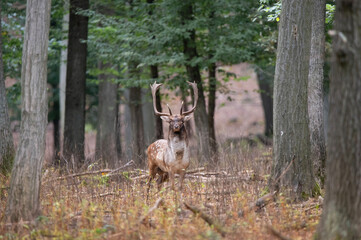 Dama dama and an important period of the year, the female rut.