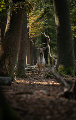 Dama dama and an important period of the year, the female rut.