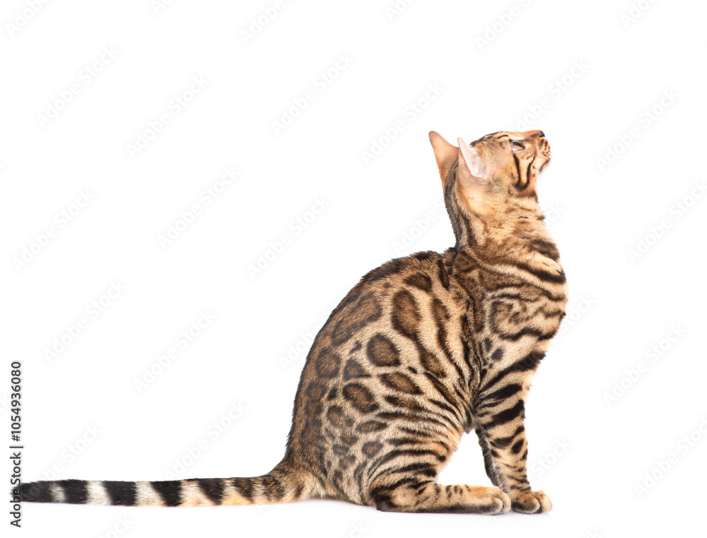 Poster bengal cat sitting in side view and looking away and up. isolated on white background