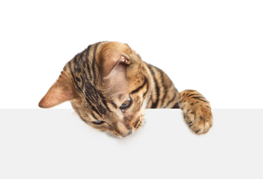 Playful bengal cat looking down above blank white banner. Isolated  on white banner