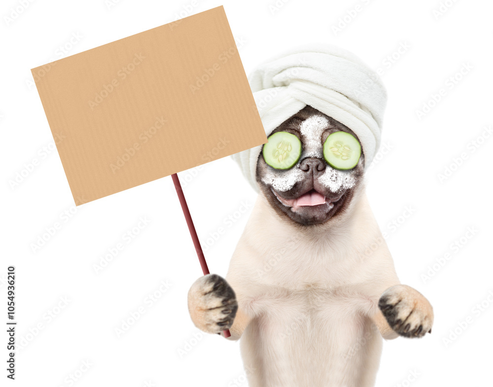 Poster funny pug puppy with towel on it head and with pieces of cucumber on it eyes shows blank placard. is