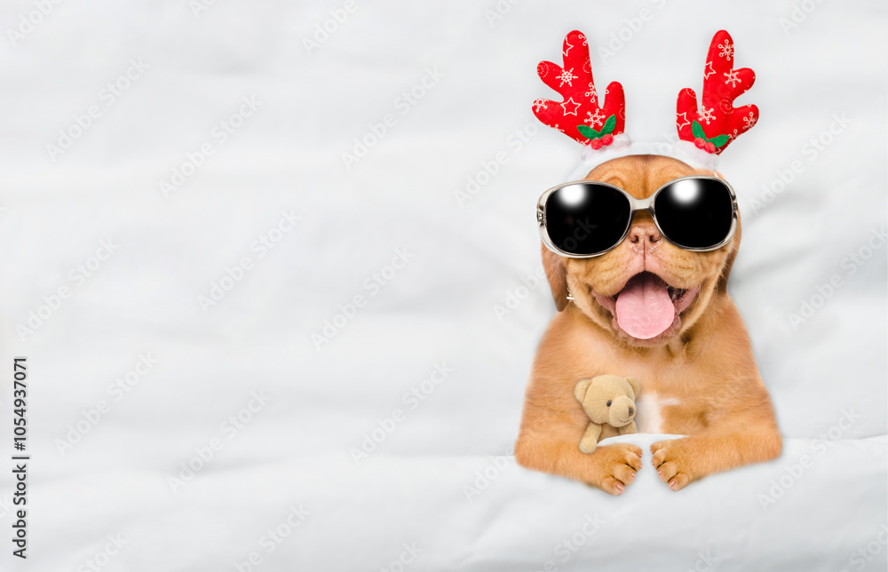 Poster cute mastiff puppy dressed like santa claus reindeer rudolf lying under white blanket at home and hu
